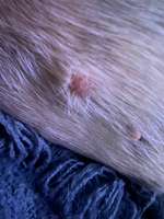 Knubbel entfernen ja oder nein?-Beitrag-Bild