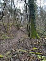 Hundeauslaufgebiet-Niehorst-Bild