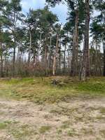 Hundeauslaufgebiet-Niehorst-Bild