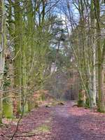 Hundeauslaufgebiet-Niehorst-Bild