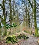 Hundeauslaufgebiet-Niehorst-Bild