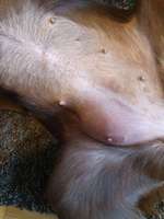 Geschwollene Zitze-Beitrag-Bild