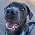 Ersteller:in Ambra Profilbild