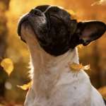 Ersteller:in Darja Profilbild