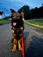 Suchmeldung-Ellie-Bild