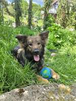 Suchmeldung-Ellie-Bild