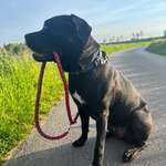 Ersteller:in Dennis Profilbild