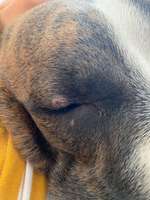 "Ausschlag (?)" am Auge meines Hundes-Beitrag-Bild