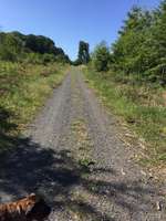 Hundeauslaufgebiet-Geistinger Wald-Bild