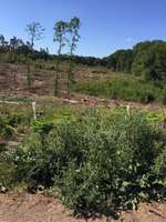 Hundeauslaufgebiet-Geistinger Wald-Bild