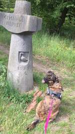 Hundeauslaufgebiet-Geistinger Wald-Bild