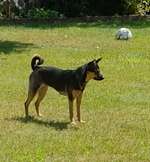 Rasse meines Hundes-Beitrag-Bild