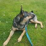 Rasse meines Hundes-Beitrag-Bild