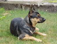 Rasse meines Hundes-Beitrag-Bild