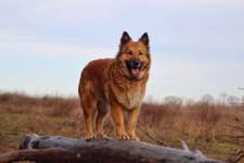 Harzer Fuchs-Beitrag-Bild