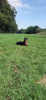 Hundeauslaufgebiet-An der Erft-Bild