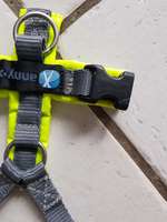 Annyx xxs protect gelb-grau-Beitrag-Bild