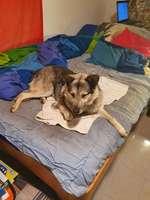 Tierschutzhund aus Rumänien-Beitrag-Bild