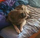 Tierschutzhund aus Rumänien-Beitrag-Bild