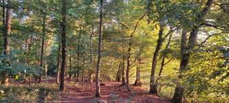 Hundeauslaufgebiet-Coesfelder Berg-Bild