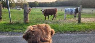 Hundeauslaufgebiet-Coesfelder Berg-Bild
