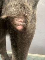 Blutige Pfoten, Kahle Stellen, Juckreiz - HILFE-Beitrag-Bild