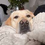 Ersteller:in Irina Profilbild