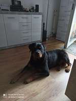 Rottweiler-Beitrag-Bild