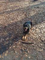 Rottweiler-Beitrag-Bild