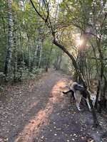 Hundeauslaufgebiet-Uni Wildnis-Bild