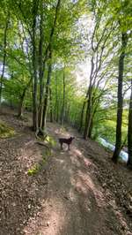 Hundeauslaufgebiet-Priesterbachrunde-Bild