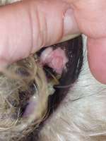 Geschwulst im Maul bei Hund-Beitrag-Bild