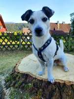 Wo sind die Jack und Parson Russell Terrier?-Beitrag-Bild