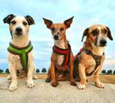 Wo sind die Jack und Parson Russell Terrier?-Beitrag-Bild