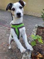 Wo sind die Jack und Parson Russell Terrier?-Beitrag-Bild