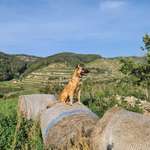 Ersteller:in Andi Profilbild