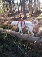 Hundeauslaufgebiet-Hundetobewald im Landpark Lauenbrück-Bild