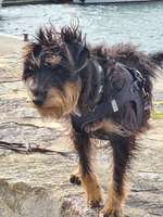 Suchmeldung-Jessy-Bild