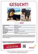 Suchmeldung-Jessy-Bild
