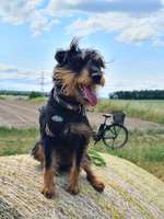 Suchmeldung-Jessy-Bild