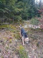 Hundeauslaufgebiet-Wildtiergehge-Bild