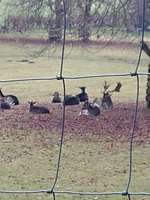 Hundeauslaufgebiet-Wildtiergehge-Bild