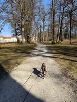 Hundeauslaufgebiet-Schloss Fasanerie-Bild