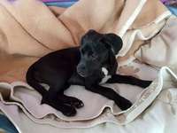 Könnt ihr mir sagen nach welche rasse es aussieht ist ein Mischling-Beitrag-Bild