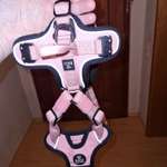 Panikgeschirr für Pomeranian-Mix-Beitrag-Bild