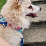 Panikgeschirr für Pomeranian-Mix-Beitrag-Bild