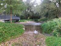 Hundeauslaufgebiet-Paar Ottmaring-Bild