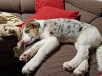 13 Wochen alter Australien Sheperd heult viel-Beitrag-Bild