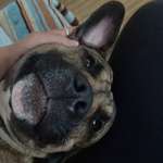 Ersteller:in Abigail Profilbild