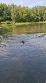 Hundeauslaufgebiet-Militärlöschsee-Bild